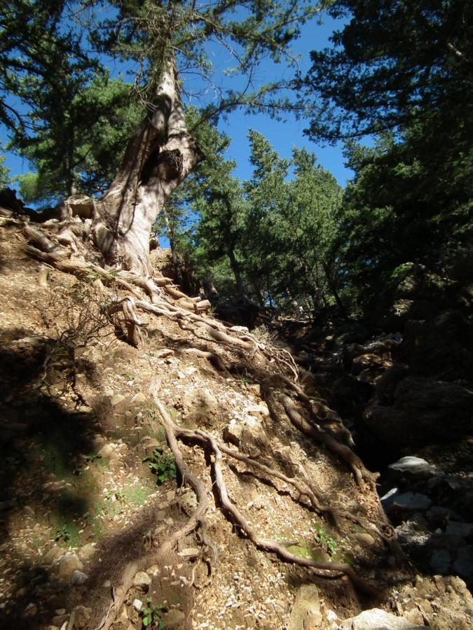 Echo Traditional House - Ηχώ Παραδοσιακό Σπίτι Émbonas المظهر الخارجي الصورة